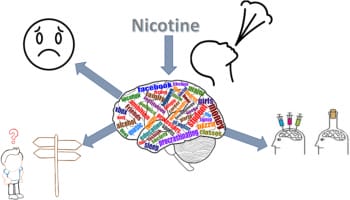 An illustration of a young adults brain with neural pathways, possibly highlighting areas affected by nicotine, representing the impact of vaping on developing brains.