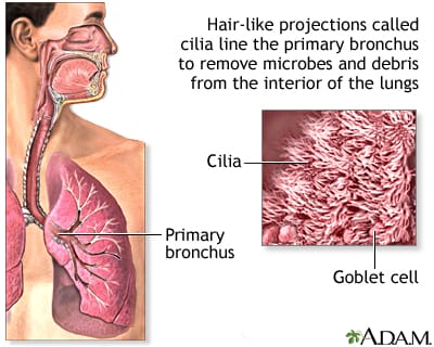 Microscopic illustration of healthy, hair-like cilia lining the airways, actively sweeping out dust and mucus particles
